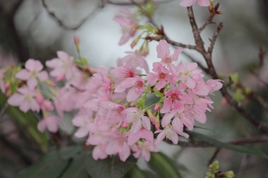 Hong Kong Tko parkında Kiraz Çiçeği 'nin yakın çekimi.