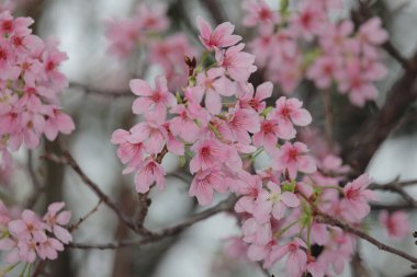 Hong Kong Tko parkında Kiraz Çiçeği 'nin yakın çekimi.