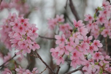 Hong Kong Tko parkında Kiraz Çiçeği 'nin yakın çekimi.