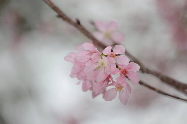 Hong Kong Tko parkında Kiraz Çiçeği 'nin yakın çekimi.
