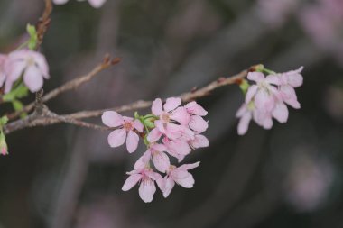 Hong Kong Tko parkında Kiraz Çiçeği 'nin yakın çekimi.