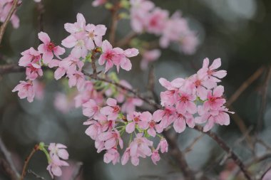 Hong Kong Tko parkında Kiraz Çiçeği 'nin yakın çekimi.