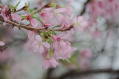Hong Kong Tko parkında Kiraz Çiçeği 'nin yakın çekimi.