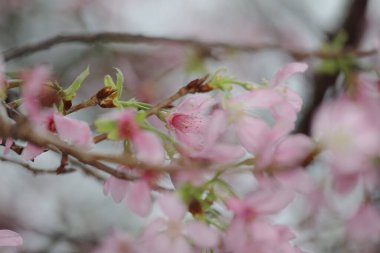 Hong Kong Tko parkında Kiraz Çiçeği 'nin yakın çekimi.