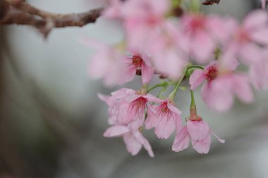 Hong Kong Tko parkında Kiraz Çiçeği 'nin yakın çekimi.