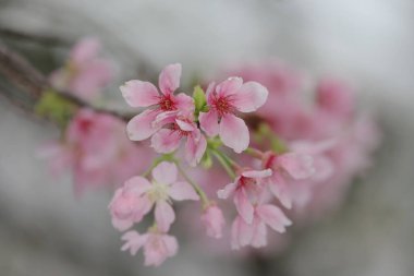 Hong Kong Tko parkında Kiraz Çiçeği 'nin yakın çekimi.