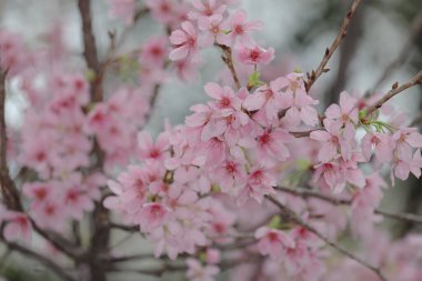 Hong Kong Tko parkında Kiraz Çiçeği 'nin yakın çekimi.