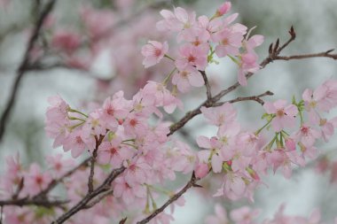 Hong Kong Tko parkında Kiraz Çiçeği 'nin yakın çekimi.