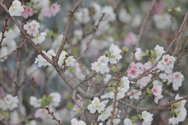 Close Cherry Blossom Hong Kong Tko Park — Stock Photo, Image