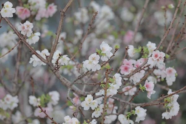 a close up of Cherry Blossom at hong kong tko park