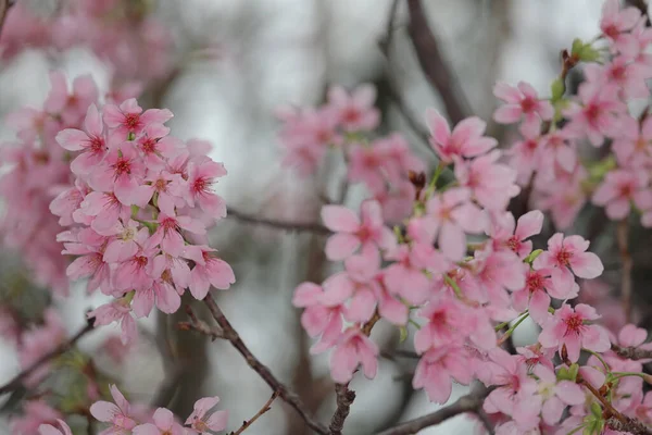 Hong Kong Tko parkında Kiraz Çiçeği 'nin yakın çekimi.