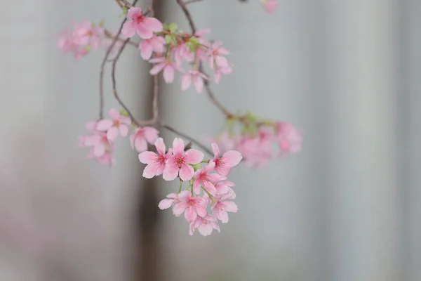 Een Close Van Cherry Blossom Bij Hong Kong Tko Park — Stockfoto