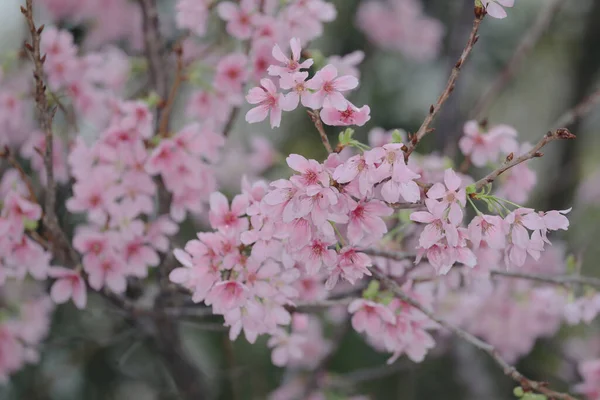 Close Cherry Blossom Hong Kong Tko Park — Stock Photo, Image