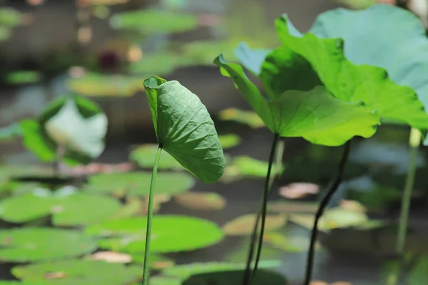 Colore Verde Lotus Partono Alla Natura — Foto Stock