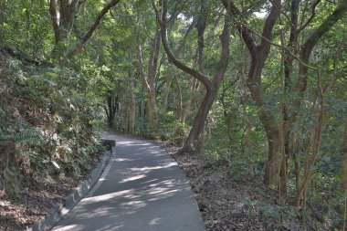 Ağaç yaprakları güneş ışığıyla aydınlanır, hk