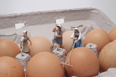 Mini çiftçi taze yumurtayı tahtadan topluyor.