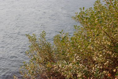 Nam Wai kıyıları, kışın Sai Kung.