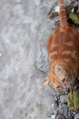 An orange tabby cat, on a street in hk