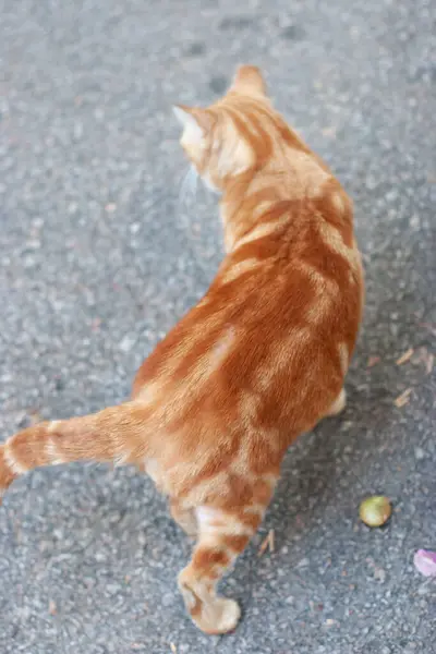 Gato Laranja Tabby Uma Rua — Fotografia de Stock