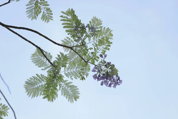 Lilac Flowers Branch Jakaranda Blooming Tree Sprint Time — Stock Photo, Image