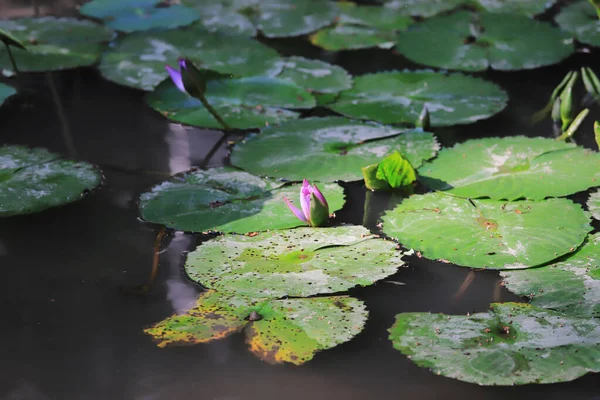 Nénuphar Fleurissant Sur Fond Statue Bouddha — Photo