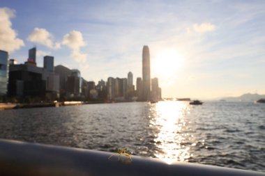 22 Mayıs 2021 Victoria gezinti güvertesindeki küçük Mantid, hk