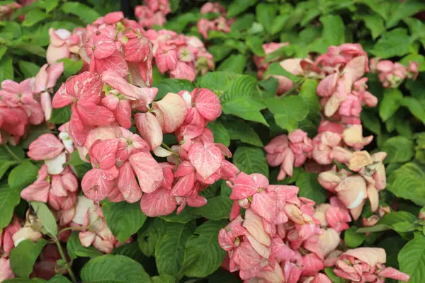 Primer Plano Flores Mussaenda Rosa Jardín —  Fotos de Stock