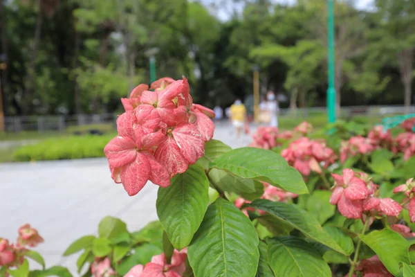 Крупный План Розовых Цветов Муссаенды Саду — стоковое фото