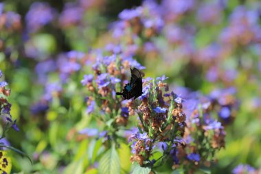 Bir Eranthemum pulchellum ya da Blue Sage, Death Camas