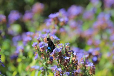 Bir Eranthemum pulchellum ya da Blue Sage, Death Camas