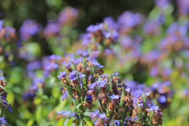 Bir Eranthemum pulchellum ya da Blue Sage, Death Camas