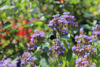 Bir Eranthemum pulchellum ya da Blue Sage, Death Camas
