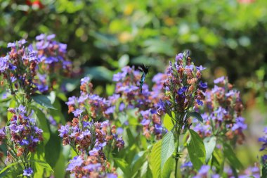 Bir Eranthemum pulchellum ya da Blue Sage, Death Camas