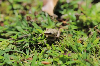 the Brown tree frog on the grass land