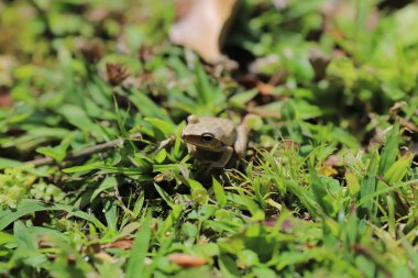 the Brown tree frog on the grass land
