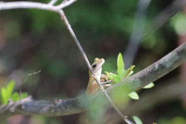 the Brown tree frog at the tree