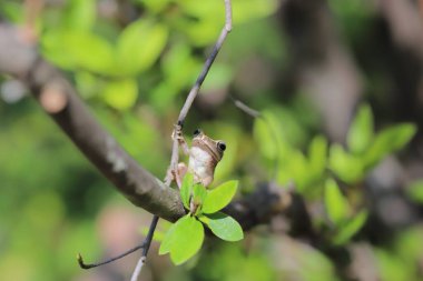 the Brown tree frog at the tree