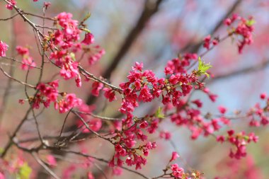 Pembe kiraz çiçekleri, açan Tayvan kiraz çiçekleri.