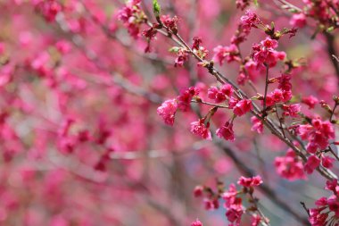 Pembe kiraz çiçekleri, açan Tayvan kiraz çiçekleri.