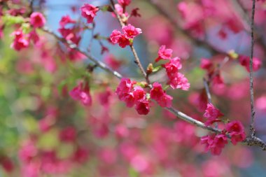 Pembe kiraz çiçekleri, açan Tayvan kiraz çiçekleri.