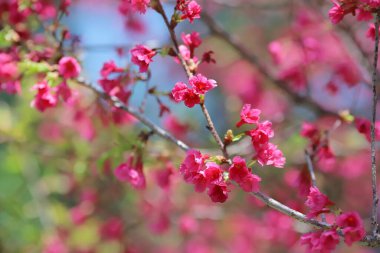 Pembe kiraz çiçekleri, açan Tayvan kiraz çiçekleri.