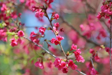 Pembe kiraz çiçekleri, açan Tayvan kiraz çiçekleri.