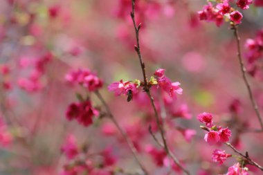 Pembe kiraz çiçekleri, açan Tayvan kiraz çiçekleri.