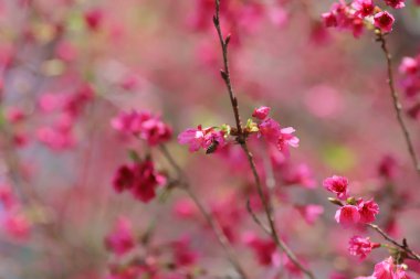 Pembe kiraz çiçekleri, açan Tayvan kiraz çiçekleri.