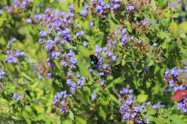 Bir Eranthemum pulchellum ya da Blue Sage, Death Camas