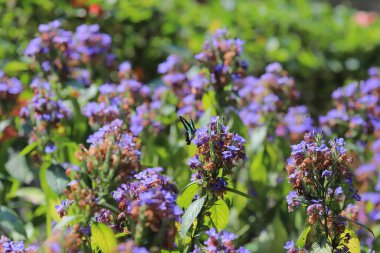 Bir Eranthemum pulchellum ya da Blue Sage, Death Camas