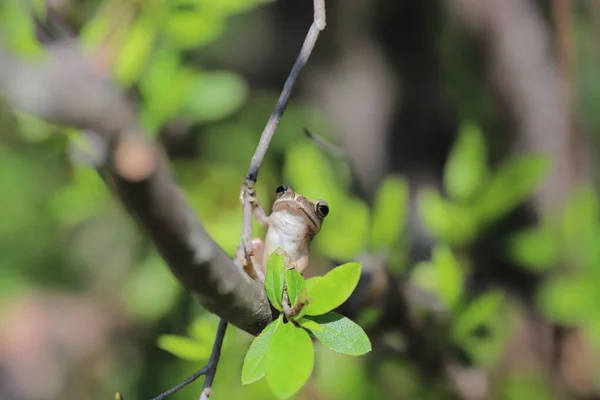 Brown Tree Frog Tree — Stok fotoğraf