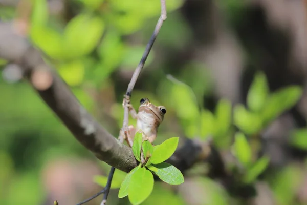 Brown Tree Frog Tree — Photo