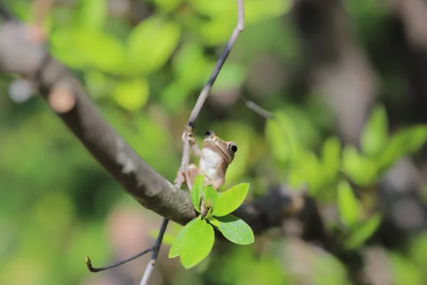 Brown Tree Frog Tree — Stock Photo, Image