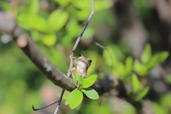 Brown Tree Frog Tree — Photo